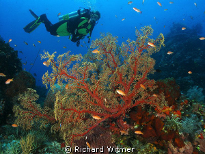 Sea Fan and my friend, Dawn at Komodo.  G9/DS160s/Olympus... by Richard Witmer 